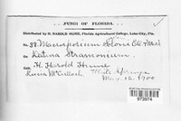 Alternaria solani image